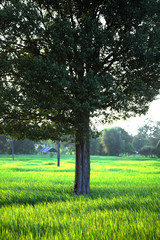 rice fram green country side and trees around