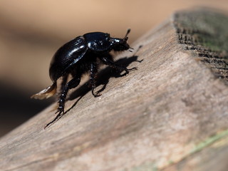 Waldmistkäfer - Geotrupidae 