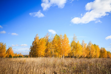 Fototapeta premium Autumn landscape with birches