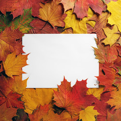 Naklejka na ściany i meble Blank paper and bright autumn maple leaves. Flat lay.