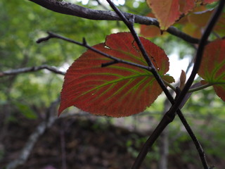 Einzelnes rot-gr&uuml;nes Blatt von unten
