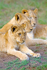 Three lion cubs sit together, South Africa.