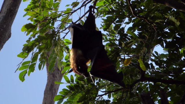 Indian flying fox (fruit bat) hanging from tree in Tissamaharama, Sri Lanka