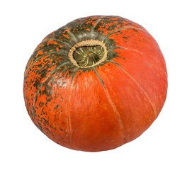 Fresh pumpkin isolated on white background with clipping path