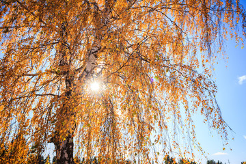 Yellow birch leaves on sunset.