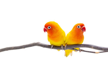 The Double Yellow Lovebird on white backgro
