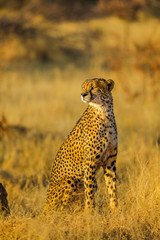 African cheetah species Acinonyx jubatus, family of felids, standing in Madikwe, South Africa....