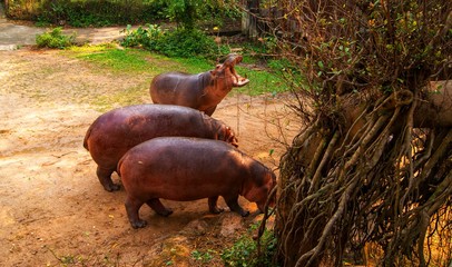 Pigmy hippo having a scratch between two trees