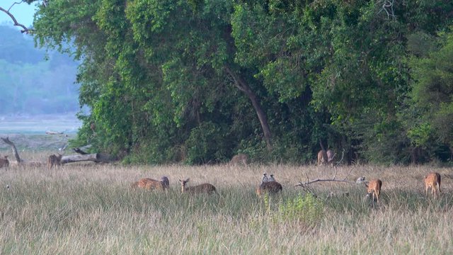 Sri Lankan axis deer and tufted gray langur monkeys in Kumana national Park, Sri Lanka