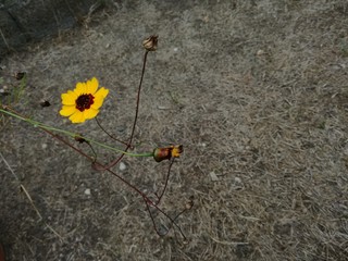 Gelbe Blume