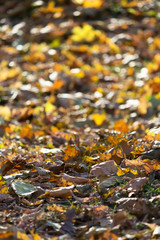 Long sunny walks. Beautiful leaves.