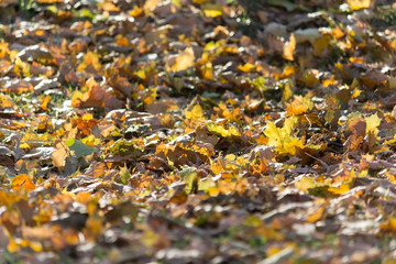 Long warm walks in autumn forest. Beautiful colorful leaves.
