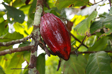 Cocoa fruit on a tree. Amazonian forest in Ecuador.
