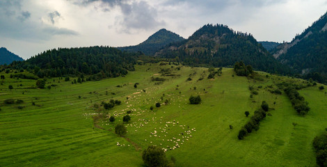 grazing sheep on the Dunajec River at the foot of the Three Crowns, Poland