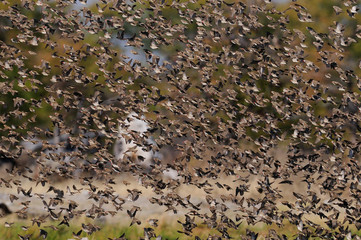 Redbilled quelea swarm in the air