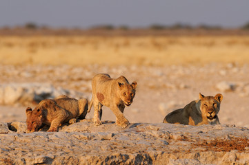 Lion family drinking on a waterhole, etosha nationalpark, namibia