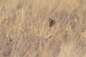 Yellow mongoose is looking, etosha nationalpark, namibia