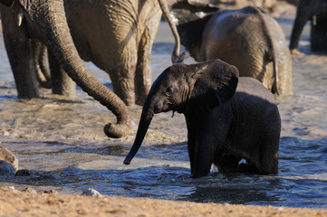 African elephant calf have a bath, etosha nationalpark, namibia