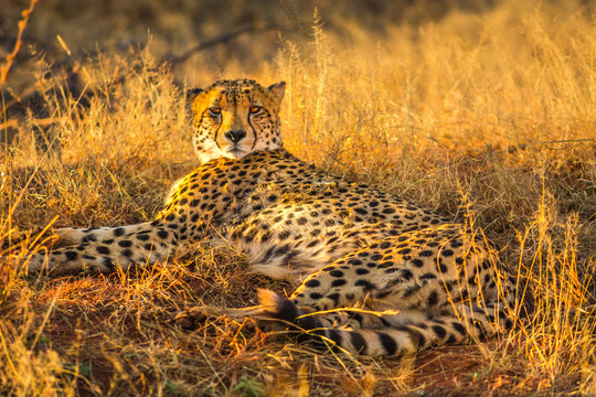 African cheetah species Acinonyx jubatus, family of felids, lying in arid bush habitat, South Africa. The cheetah is the fastest land animal in the world.