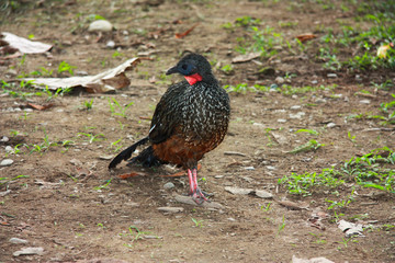 Bird with red neck in the amazonian forest, Ecuador