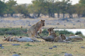Lion family playing on the waterhole, etosha nationalpark, namibia