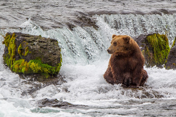 Fototapeta premium Grizzly bear in Alaska Katmai National Park hunts salmons (Ursus arctos horribilis)