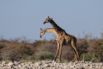 Giraffe are fighting with a rival, etosha nationalpark,