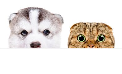 Portrait of a Siberian Husky puppy and Scottish Fold cat peeking from behind a banner, isolated on white background