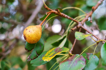 Wild ripe yellow pear. Pear on a branch. Autumn landscape.