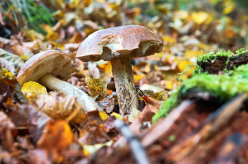 Mushrooms in the grass in autumn. Two mushrooms grow.