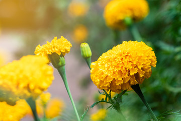 Marigold flowers are blossoming in the garden. Its leaves are green with the yellow color of the petals look beautiful.