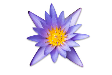 Beautiful purple waterlily or lotus flower. The petals are purple. Yellow Ganes Look notably. Isolated from white background with clipping path.