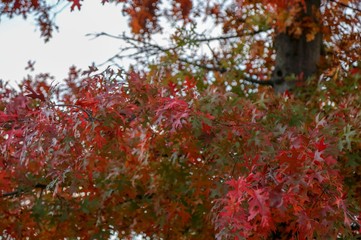 autumn leave abstract background