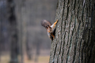 Squirrel on the tree