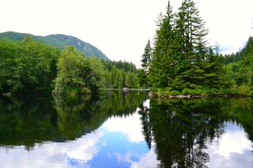 Forest water reflection 