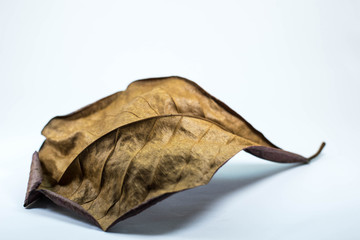 Terminalia catappa dried leaf on white background