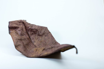 Terminalia catappa dried leaf on white background