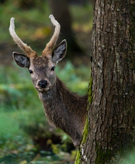 Naklejka na ściany i meble Young red deer peaking out behind a tree in the forest