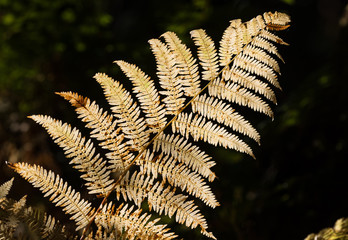Autumn fern leaf lit by sunlight in a forest