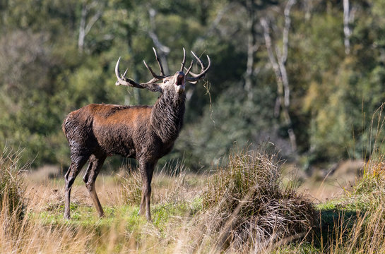 Dominant red stag deer roaring in a open meadow during autumn rutting season