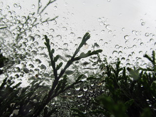 Прекрасная природа после дождя