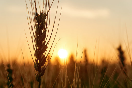 Silhouette of grain or wheat plants backlit by the sun at sunset in a golden yellow landscape with copy space. Solar or clean energy.     