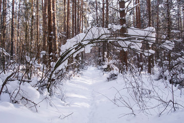 Snowy winter pathway through the trees in forest 