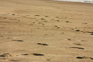 Foot prints on a beach.