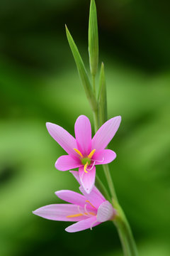 Cape bugle lily (watsonia borbonica)