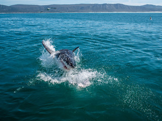 Naklejka premium Great white shark, Carcharodon carcharias