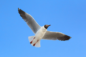 Seagull flying in the sky.