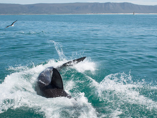 Fototapeta premium Great white shark, Carcharodon carcharias