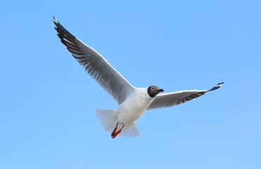 Seagull flying in the sky.