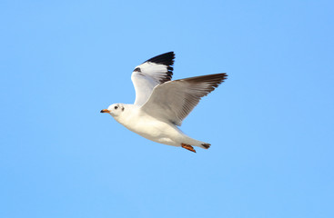 Seagull flying in the sky.